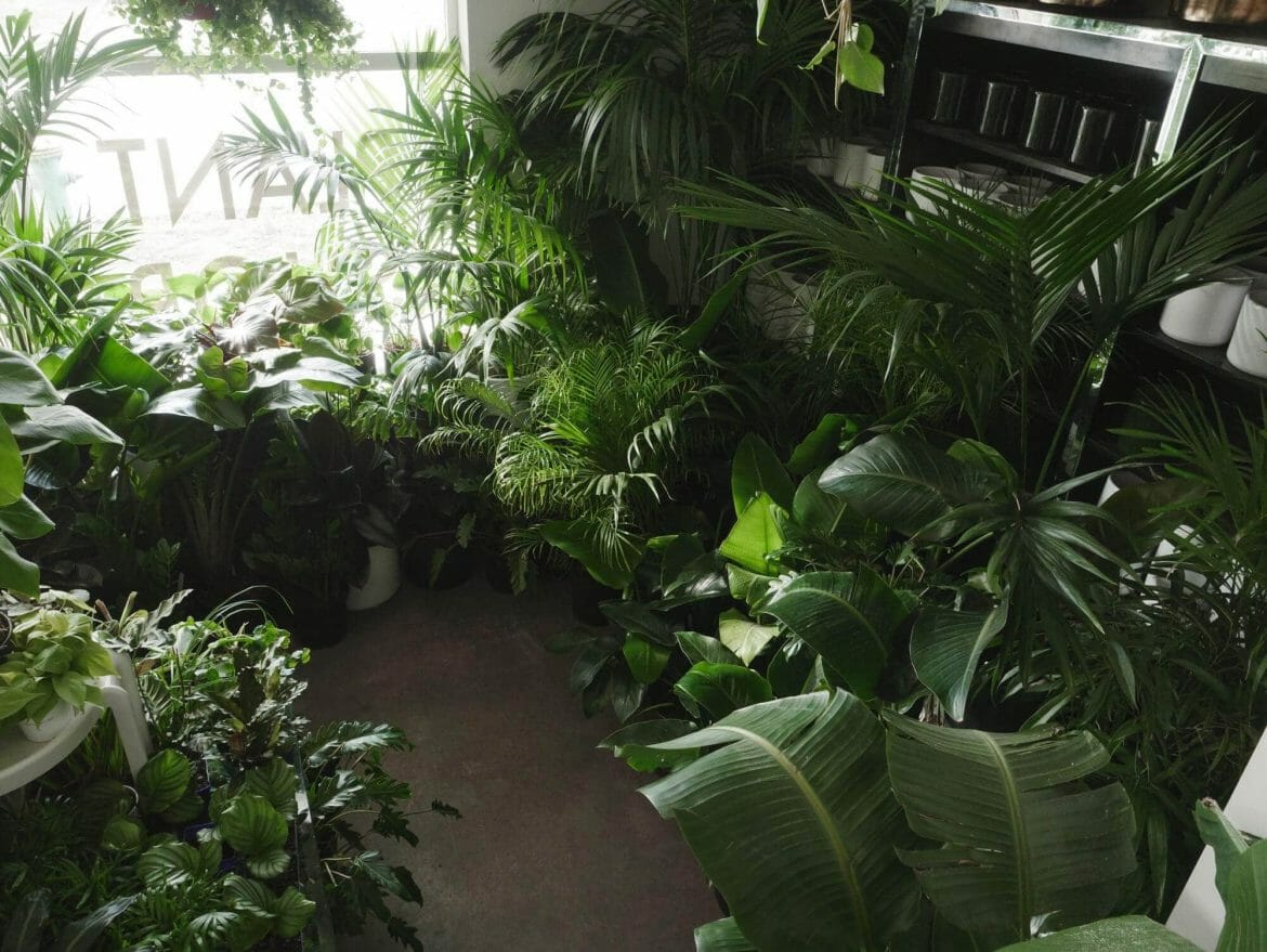 17 Best Plant Delivery Services in Seattle, WA - Petal Republic
