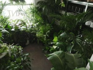 17 Best Plant Delivery Services in Seattle, WA - Petal Republic