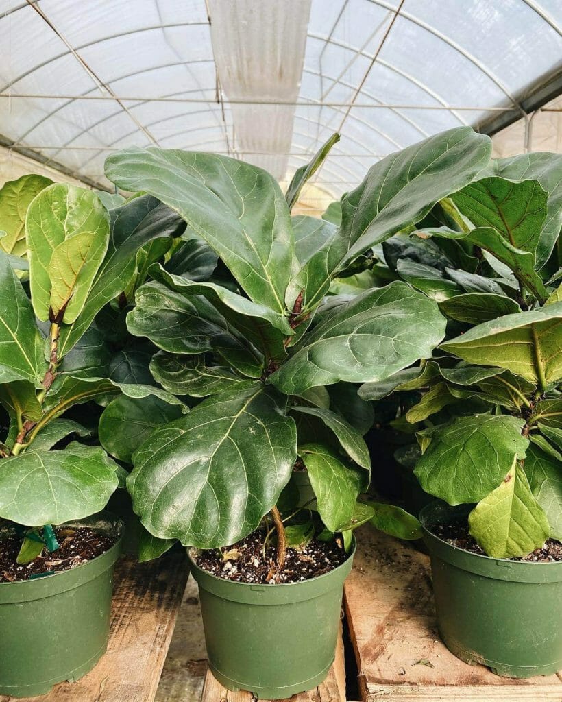 Rooted Fiddle Leaf Fig Plant Delivery