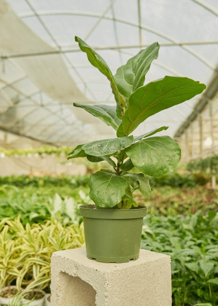 Rooted Fiddle Leaf Fig Plant Delivery