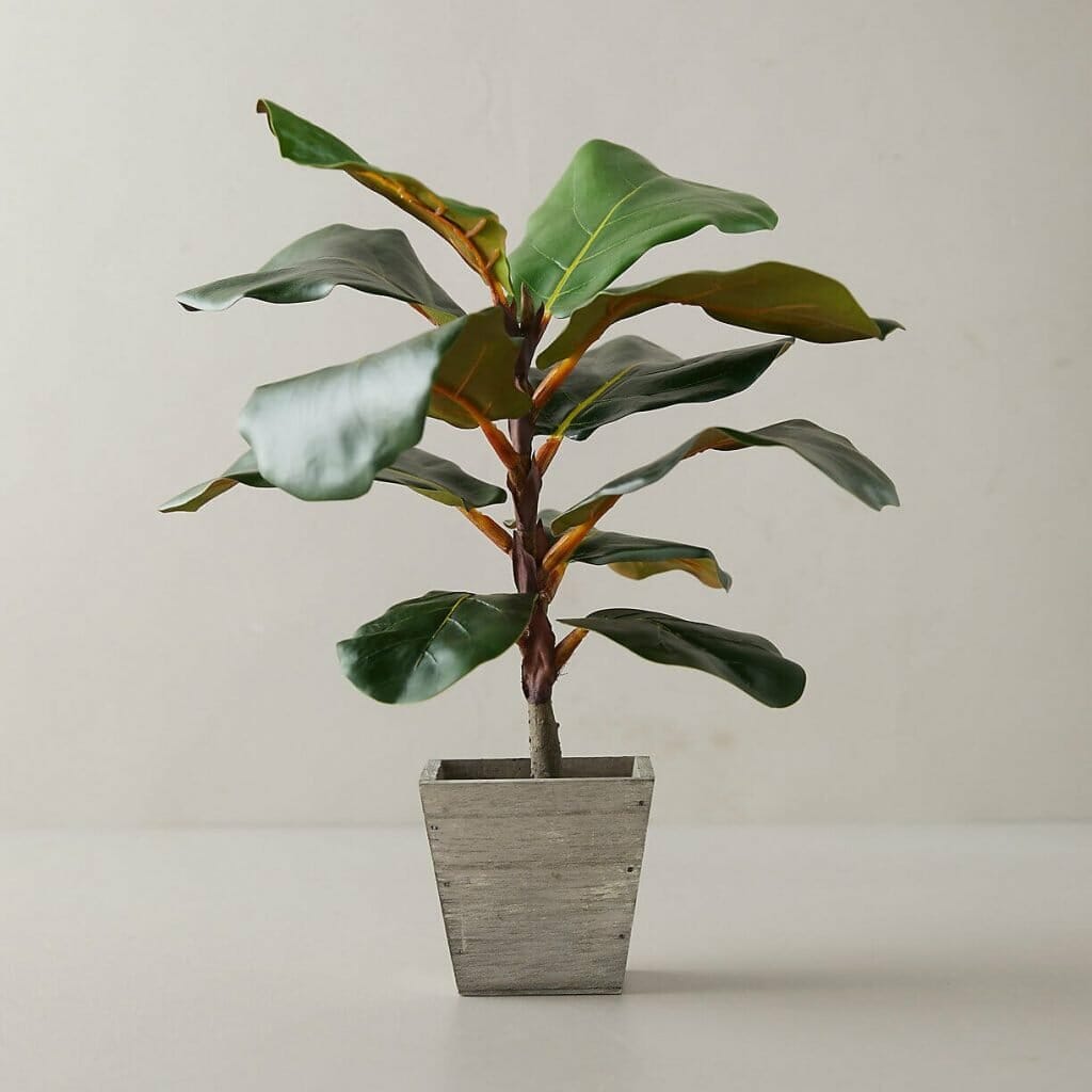 Terrain Fiddle Leaf Fig Plant Delivery