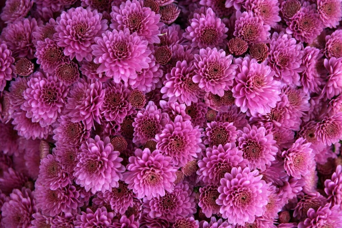 November birth month flowers chrysanthemum and peony petal republic