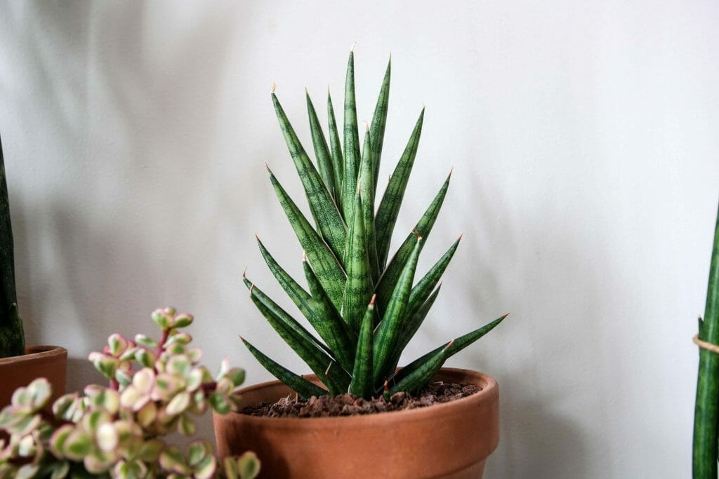 Aloe Vera Plants Medicinal Uses