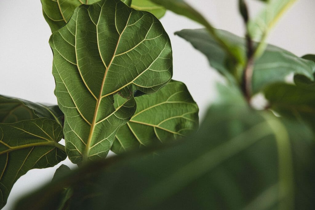 Large green leaves of a fiddle leaf fig growing indoors