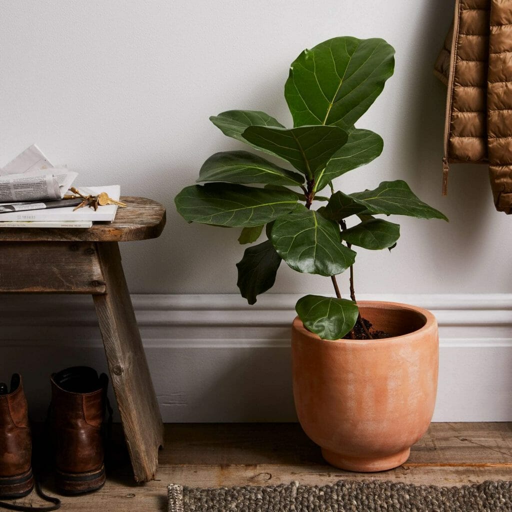 50 Stylish Indoor Planters Pots For Your Home Office Petal Republic