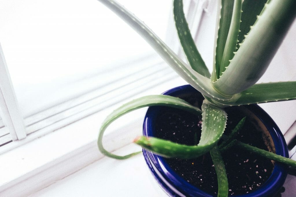 A mature aloe vera plant in a blue plant pot on a windowsill next to a bright window