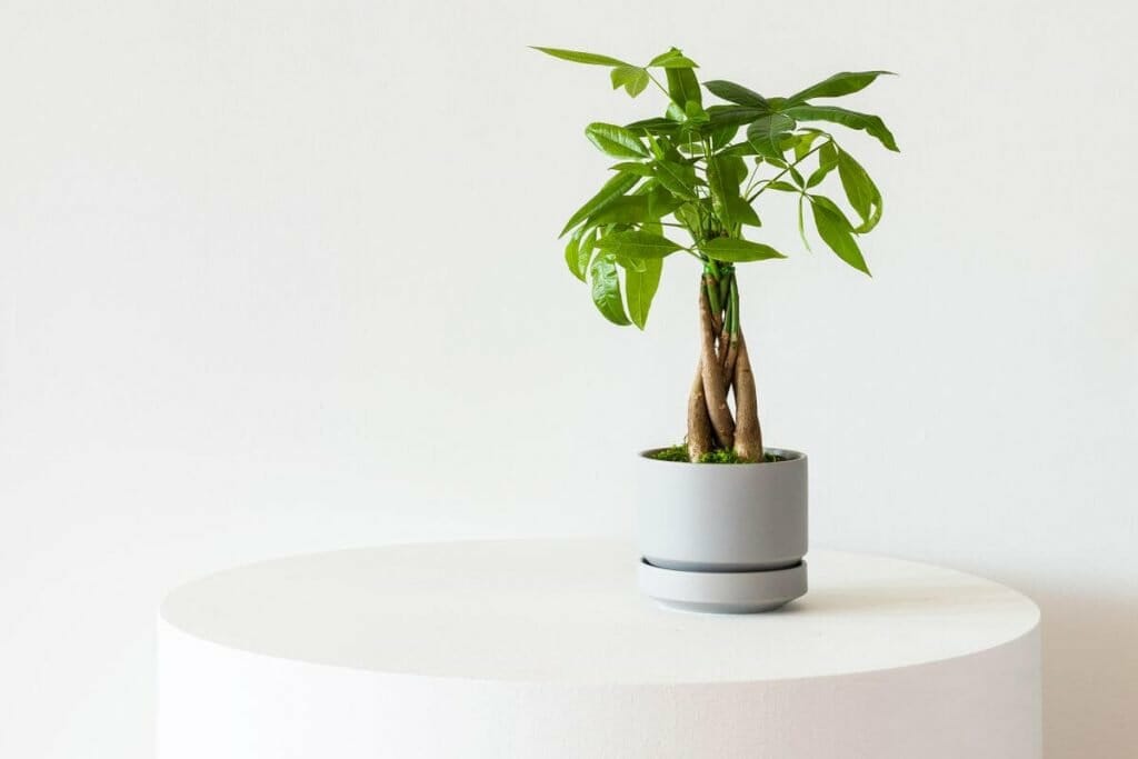 How to Grow Money Tree Plants at Home - Leon and George