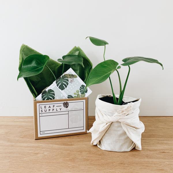 Leaf Supply Plant Delivery in Sydney, NSW