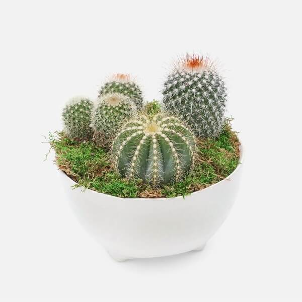 Plantshed cactus delivery New York City