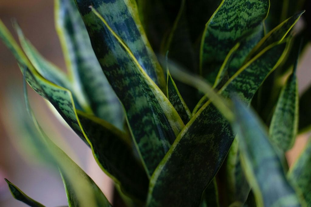 Ultimate Guide to Snake Plant Care (Dracaena trifasciata) - Petal Republic