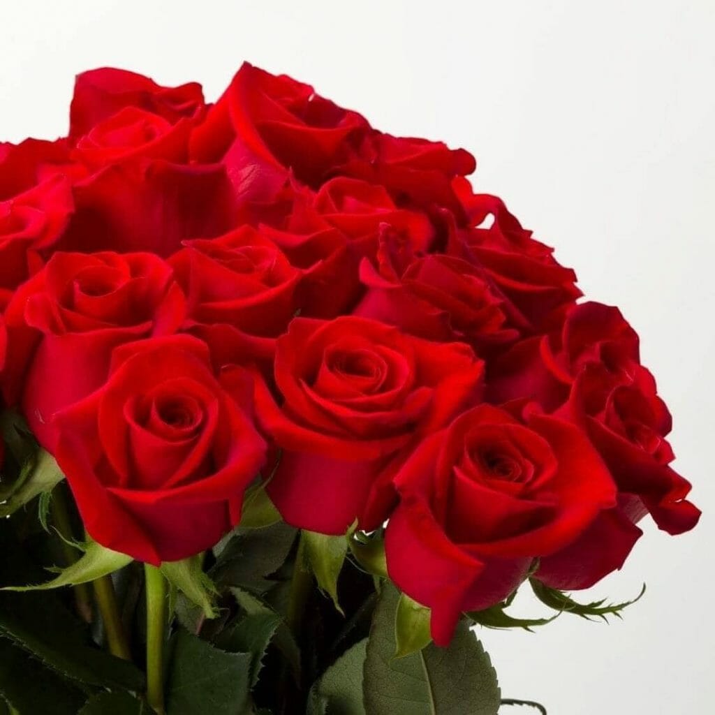 BloomsyBox Red Rose Delivery New York City