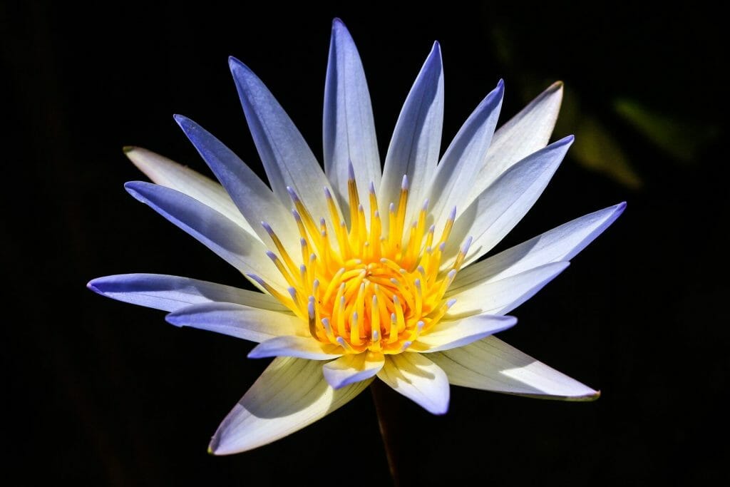 Blue Lotus Flower Significati e simbolismo