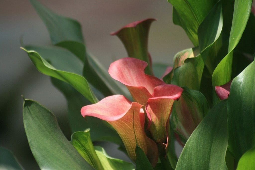Calla Lilies