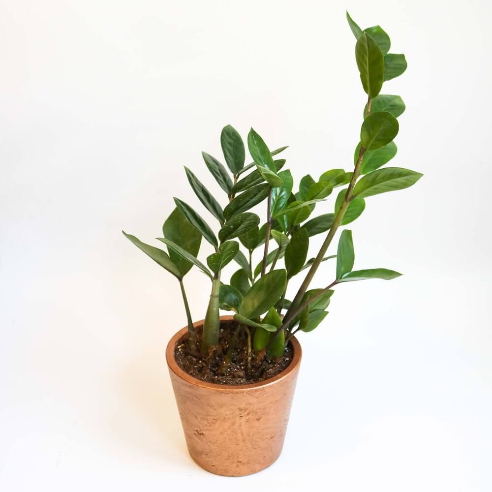 Where to Buy ZZ Plants in the USA (10 Best Delivery