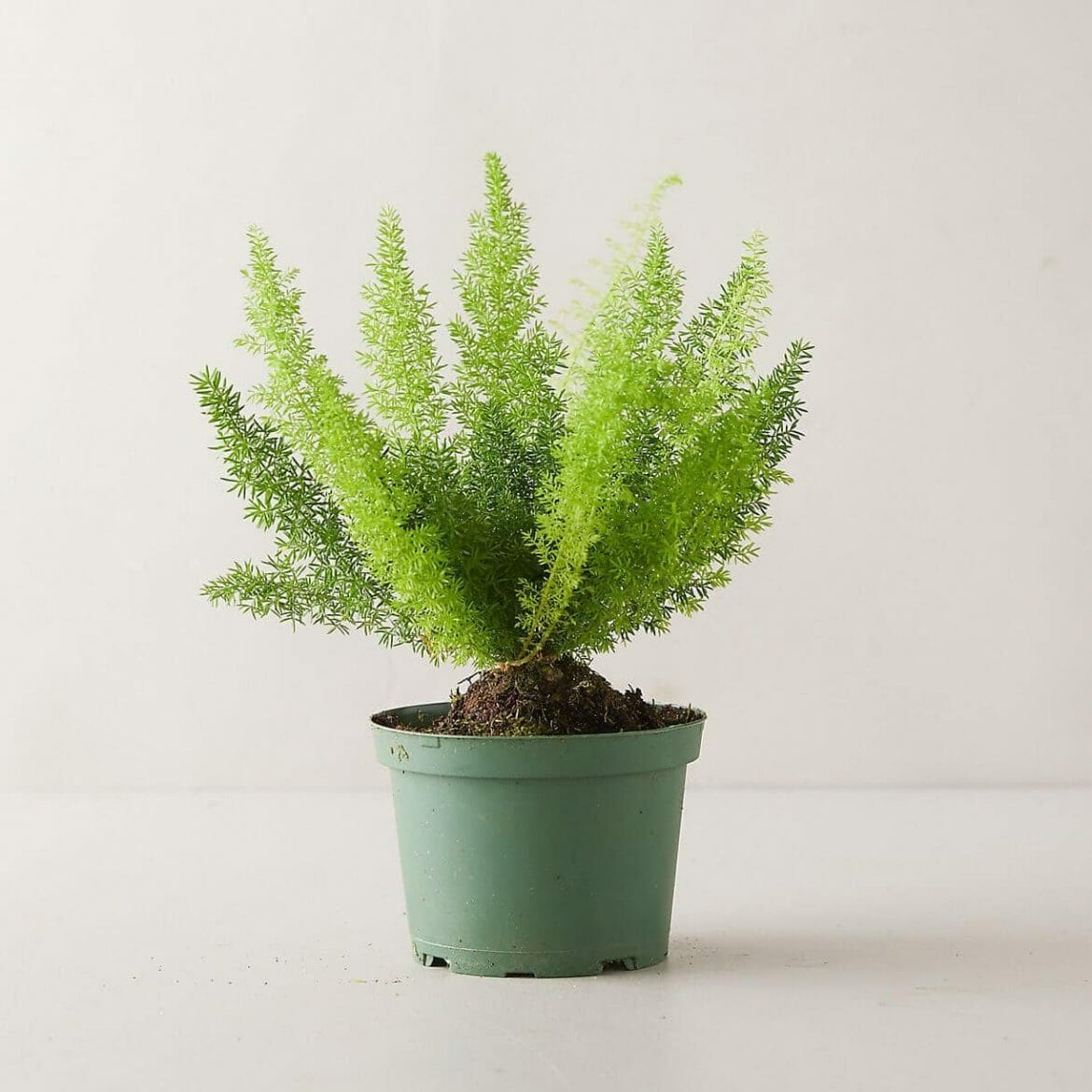26 Best Types of Indoor Ferns to Grow at Home Petal Republic