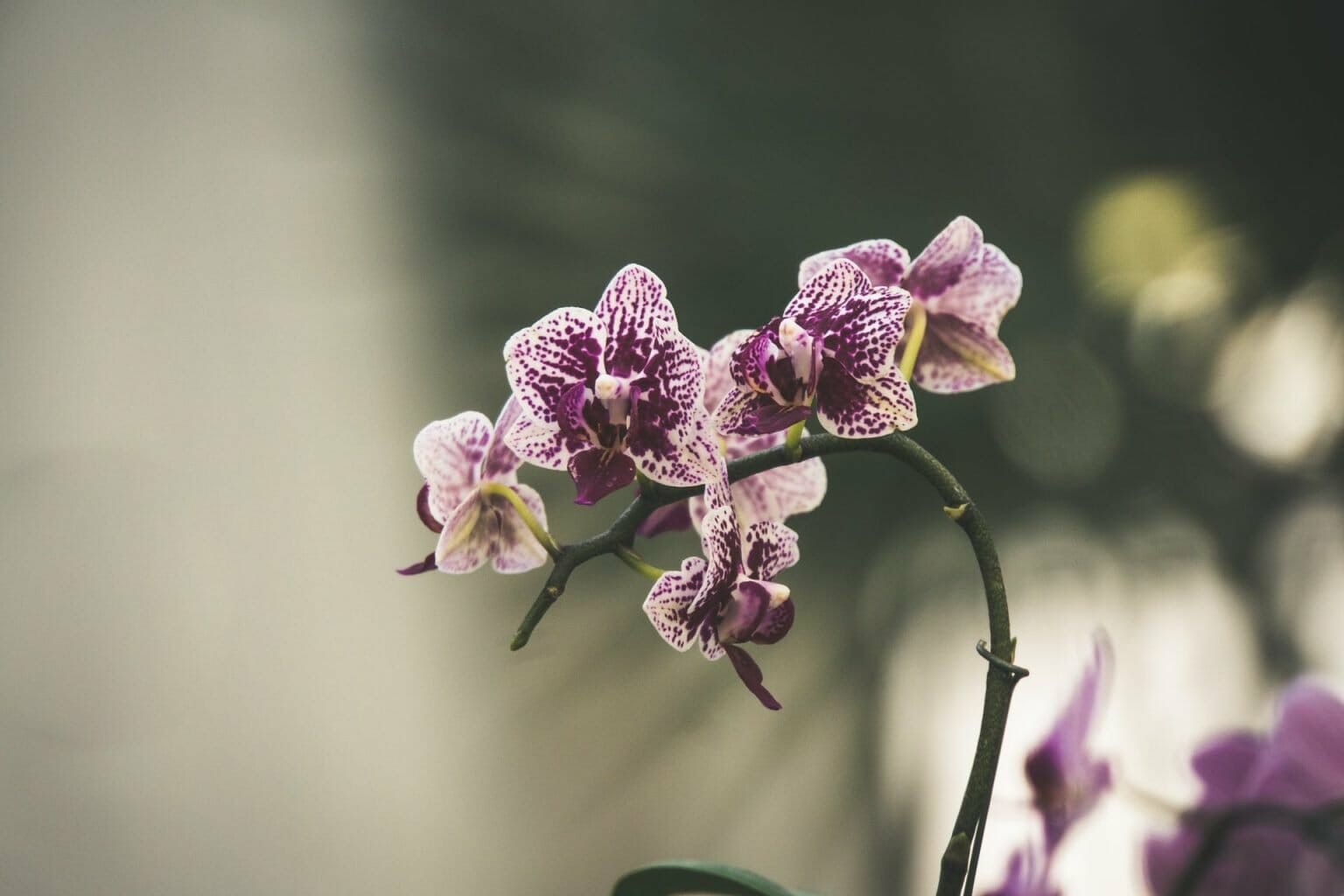 Ultimate Guide to Orchid Flower Meaning and Symbolism Petal Republic