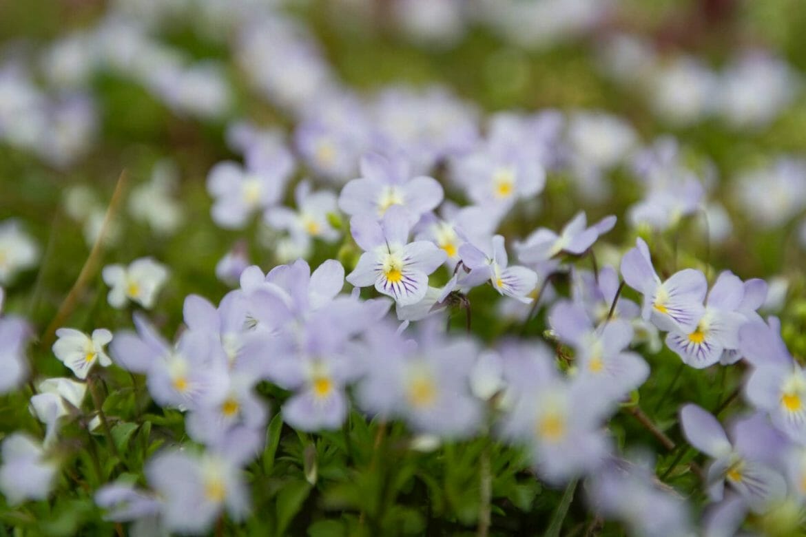Ultimate Guide to Violet Flowers (Meanings & Symbolism) Petal Republic
