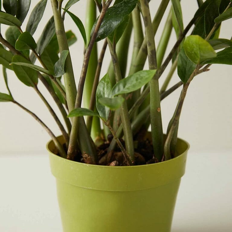 ZZ Plant Care A Simple Guide for Healthy Growth Petal Republic