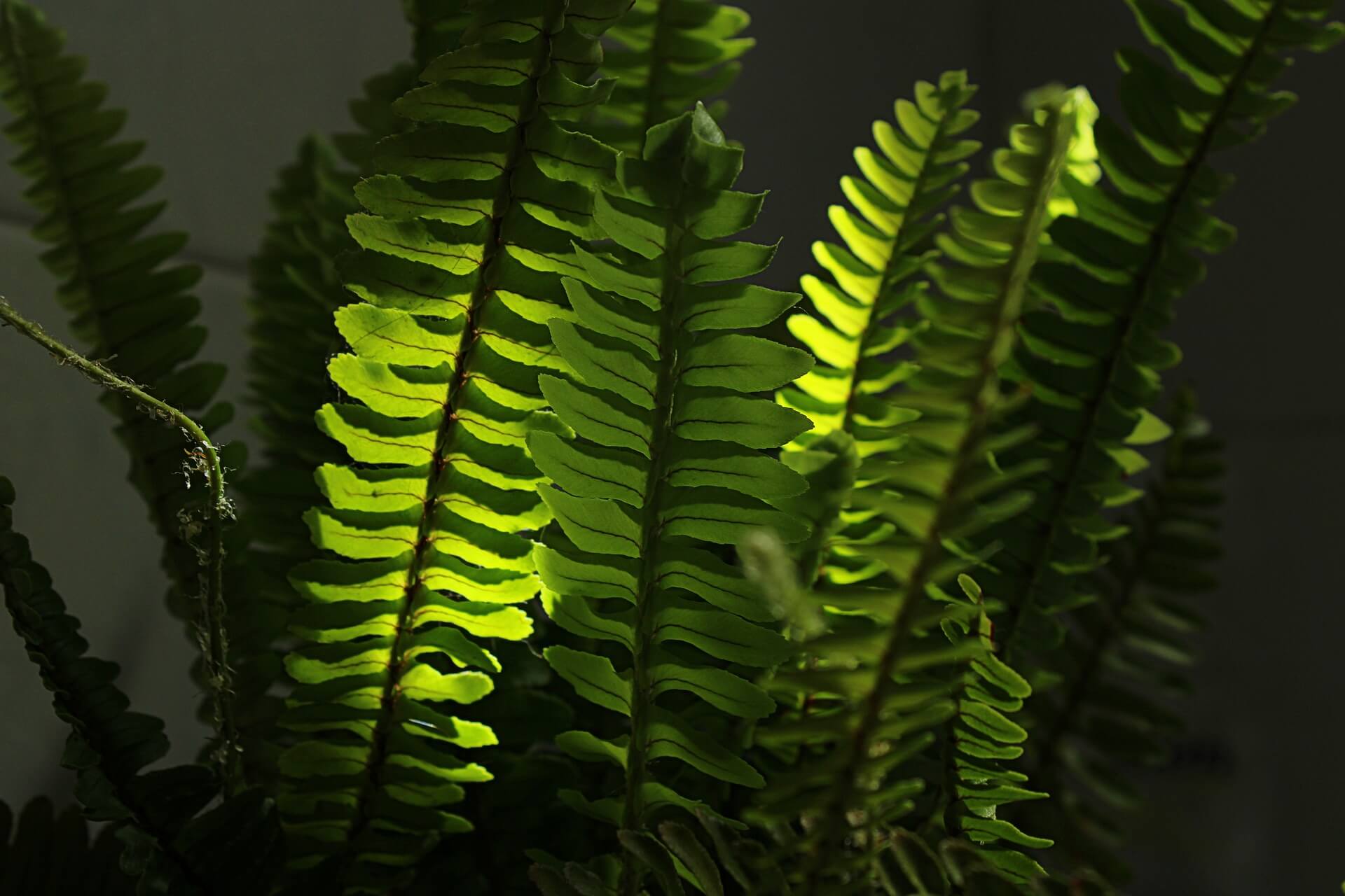 15 Best Indoor Fern Plants to Grow at Home Petal Republic