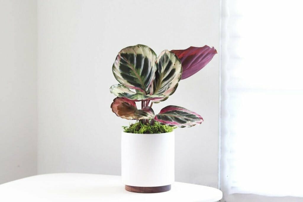 Leon and George Prayer Plant Delivery in the USA
