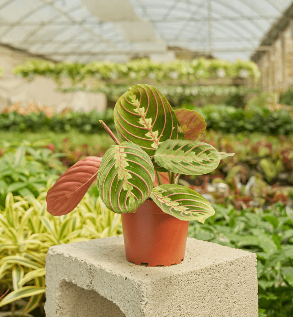 Maranta Prayer Plant Delivery from Rooted