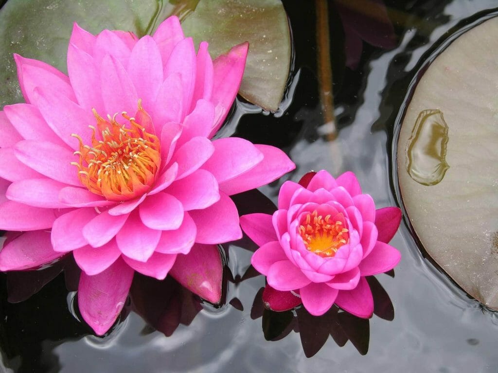 Rosa, Fiori di Loto Significato e il Simbolismo