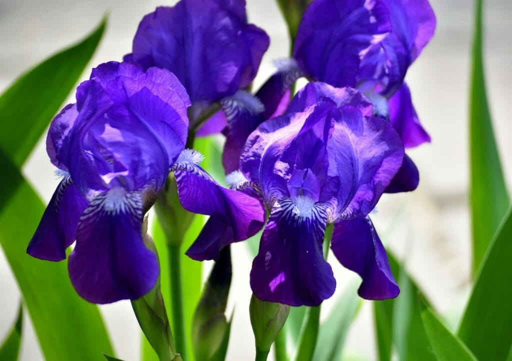 Purple iris flowers in bloom