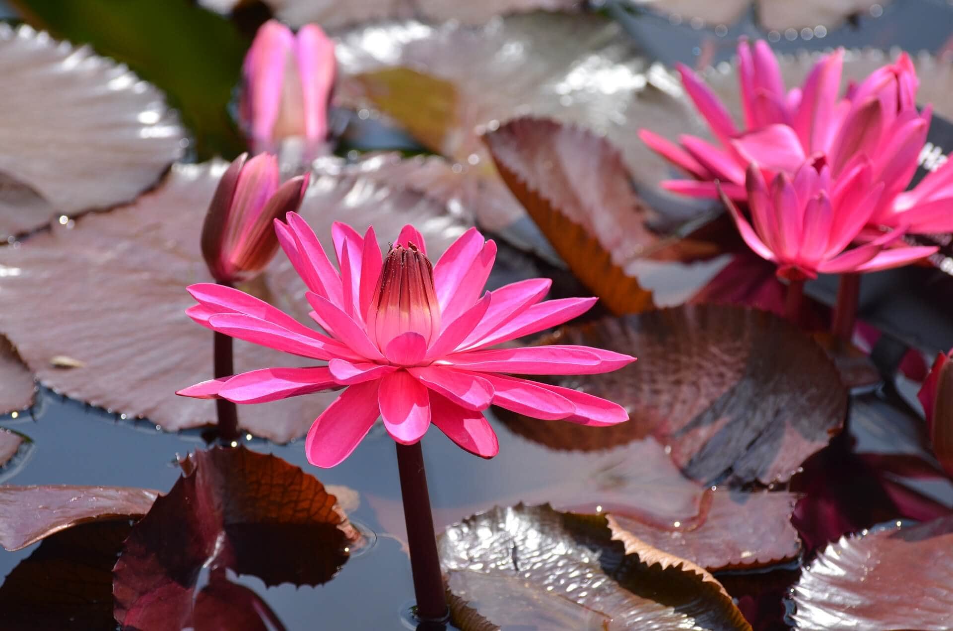 The Lotus Flower A Fascinating Look at Their Profound Meaning, Symbolism, and Significance