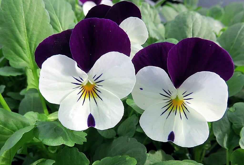 Ultimate Guide to Violet Flowers Meanings and Symbolism - Petal Republic