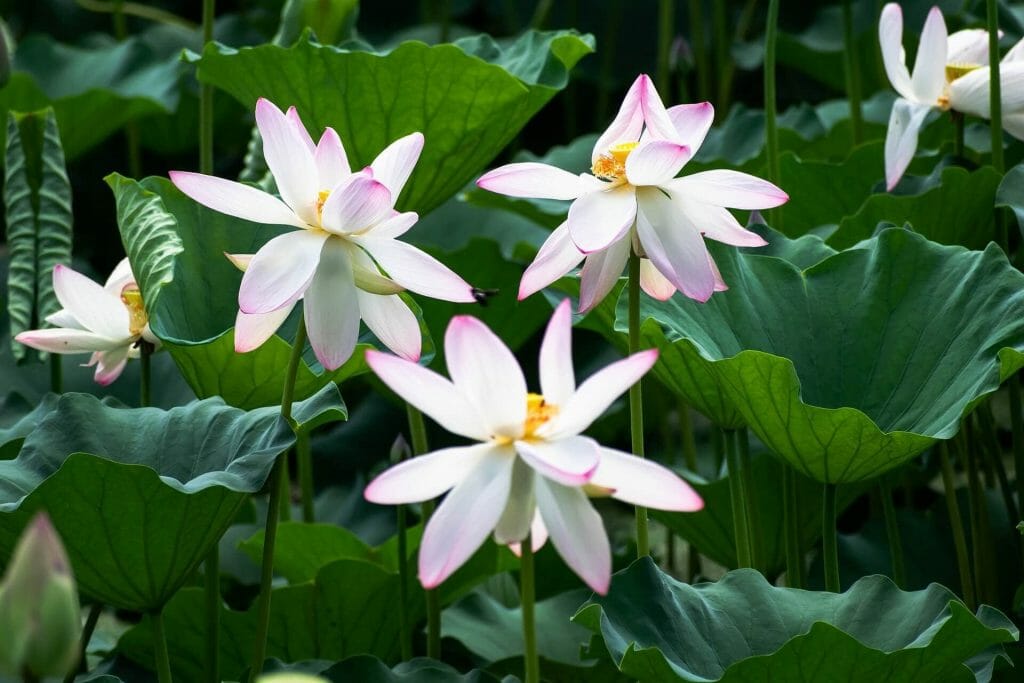 La storia e le origini dei fiori di loto