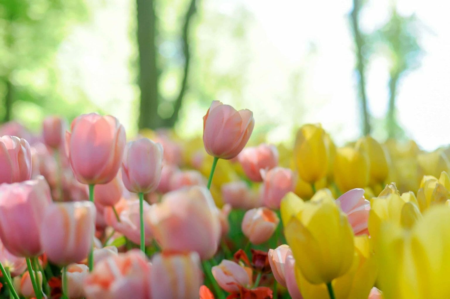 Behind Every Tulip Color: Unveiling Meanings and Rich Symbolism - Petal ...