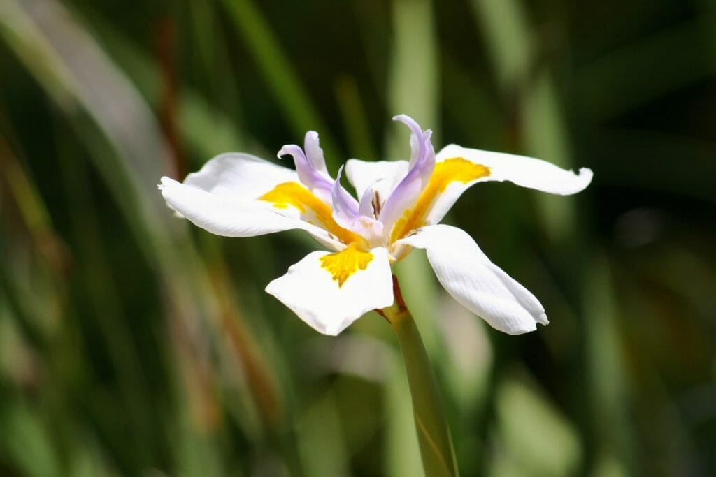 A white iris flower in bloom