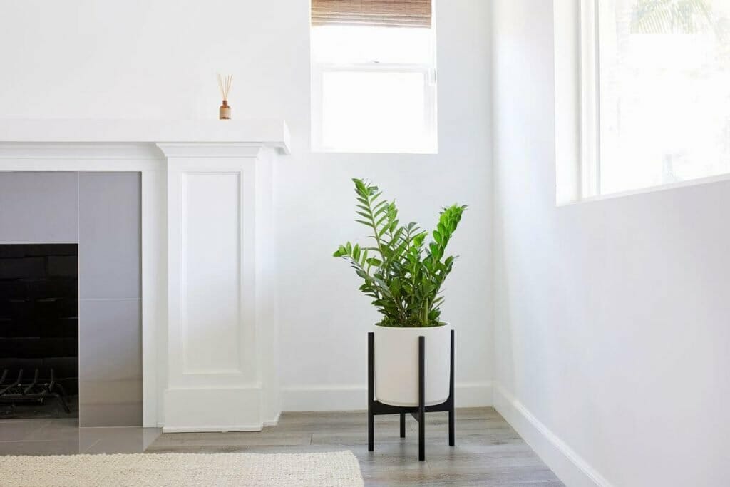 ZZ plant in a bright living room