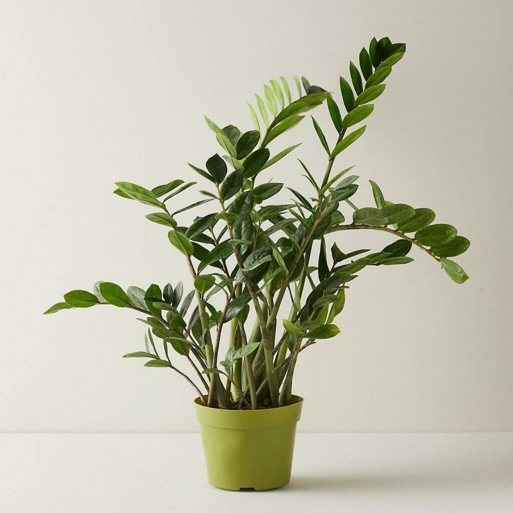 ZZ plant in bright, green pot