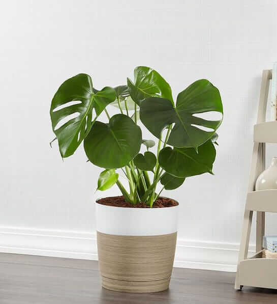 1800 Flowers Monstera Deliciosa Same Day Delivery USA Nationwide