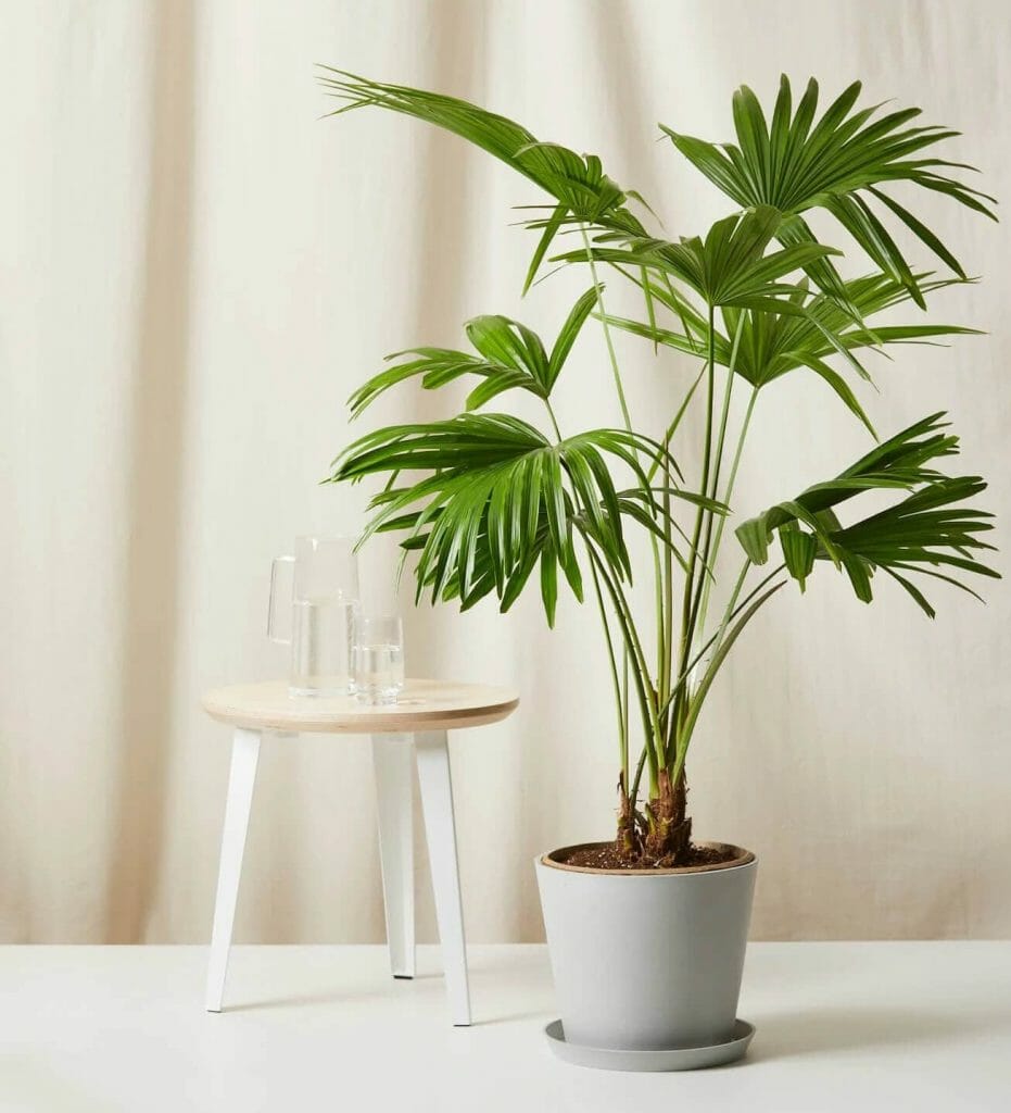 10 Best Indoor Palm Trees To Grow At Home Petal Republic