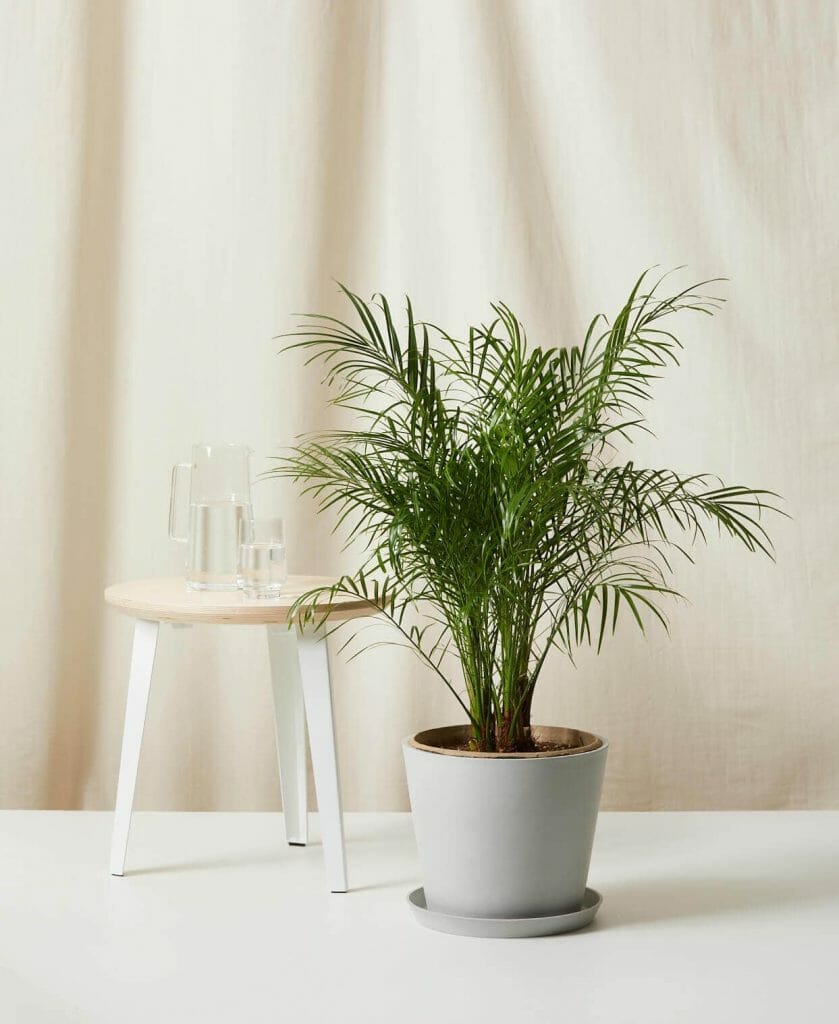 Date Palm Trees for Sale at Bloomscape
