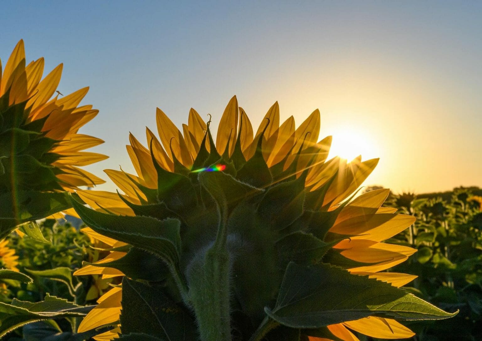 Ultimate Guide to Sunflower Meaning and Symbolism Petal Republic