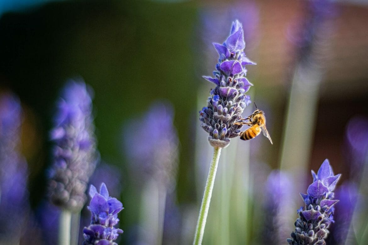 Ultimate Guide to Lavender Flower Meaning and Symbolism Petal Republic