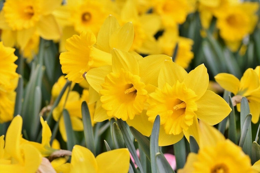 How to Care for Narcissus Flowers