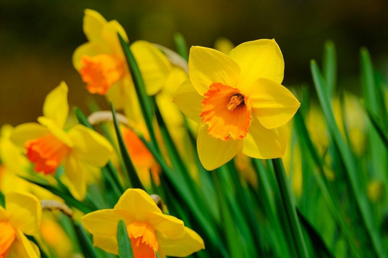 Ultimate Guide to the Narcissus Flower Meaning & Symbolism Petal Republic