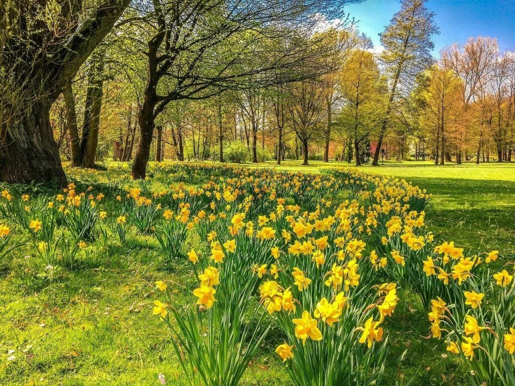 How to Plant Narcissus Flowers