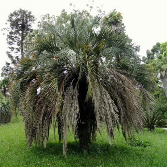 Jelly Palm Trees for Sale at Nature Hills
