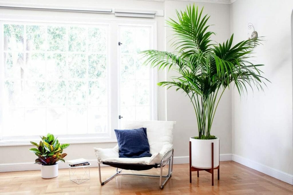Kentia Palm for Sale at Leon and George
