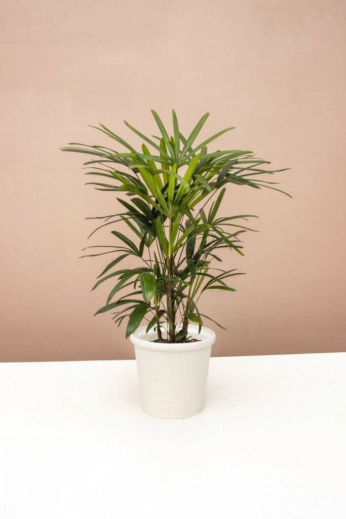 Lady Palm Trees for Sale at Lively Root