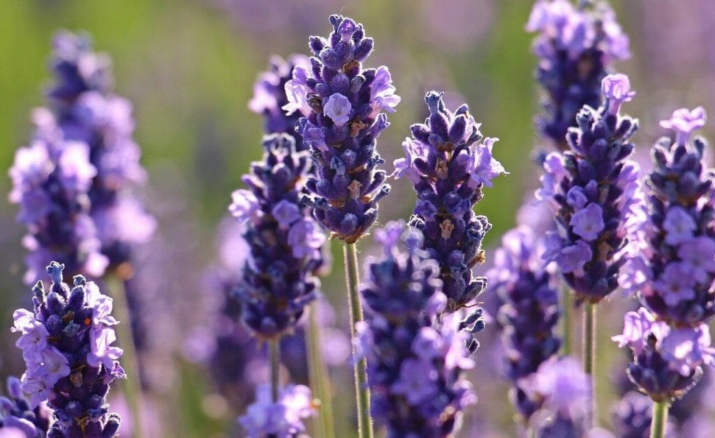 Lavandin (Lavandula x intermedia)
