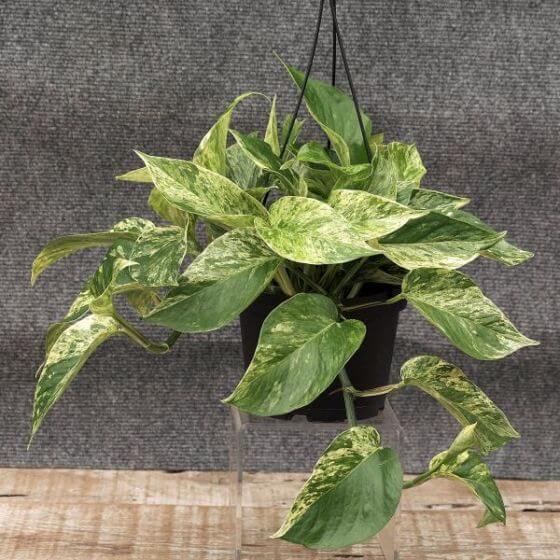 aspca pothos