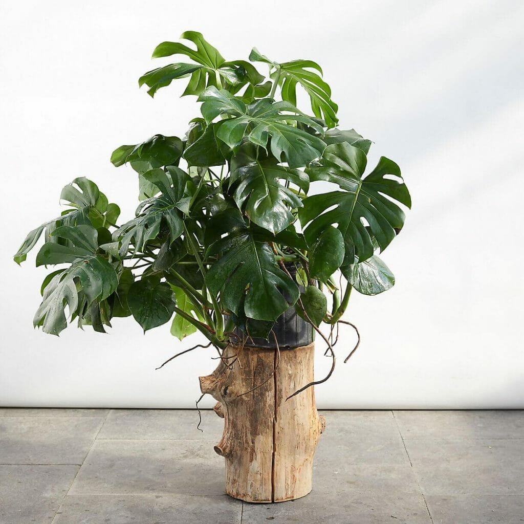 Monstera Plants for Sale at Terrain