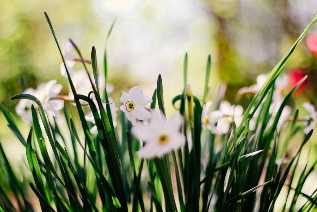 Narcissus Flower Uses and Benefits