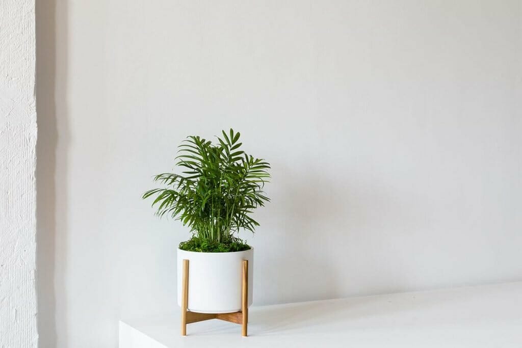 Parlor Palm from Leon and George